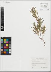 Foto von Salix repens L.